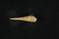 藏品(錐蜷)的圖片